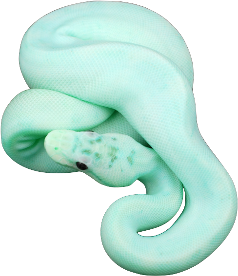 Jesus I Hope Mint Green Snakes Are A Real Thing - Mint Colored Snake (500x656), Png Download