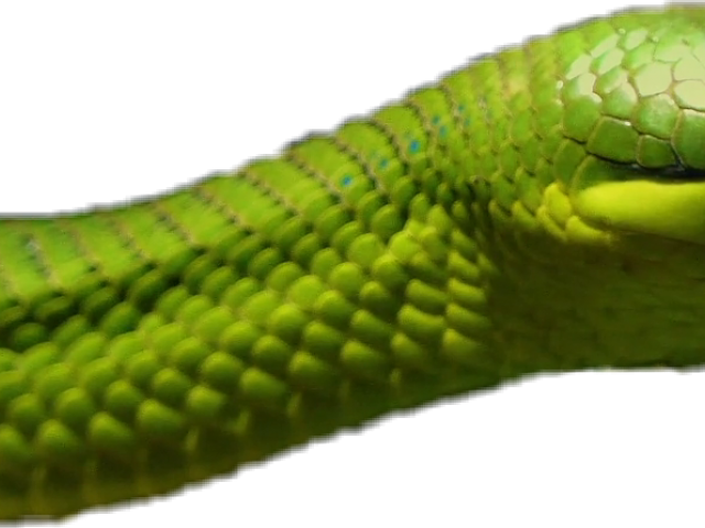 Smooth Green Snake Clipart Italian - Western Green Mamba (640x480), Png Download