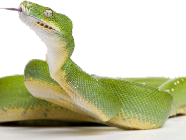 Green Tree Python (640x480), Png Download