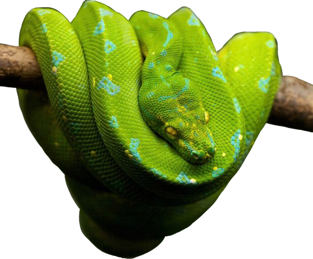 Snake Snakes Snakeu Reptiles Reptile Green Freetoedit (1024x848), Png Download