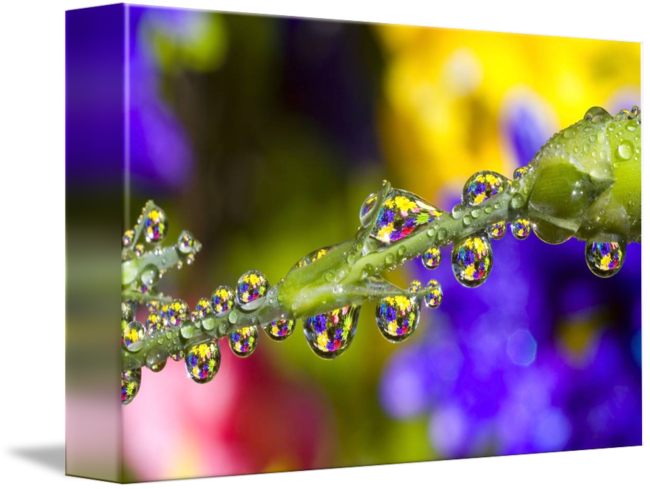 Water A Flower Stem By Design Pics - Dew (650x489), Png Download