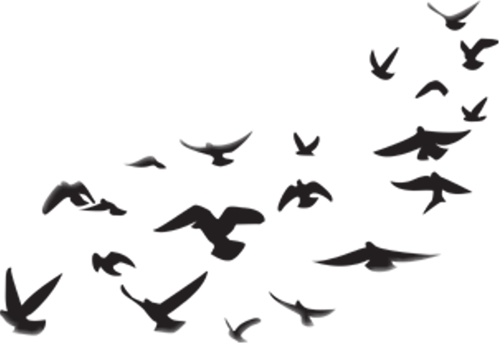 Birds Sticker - Picsart Png Stickers (1024x705), Png Download