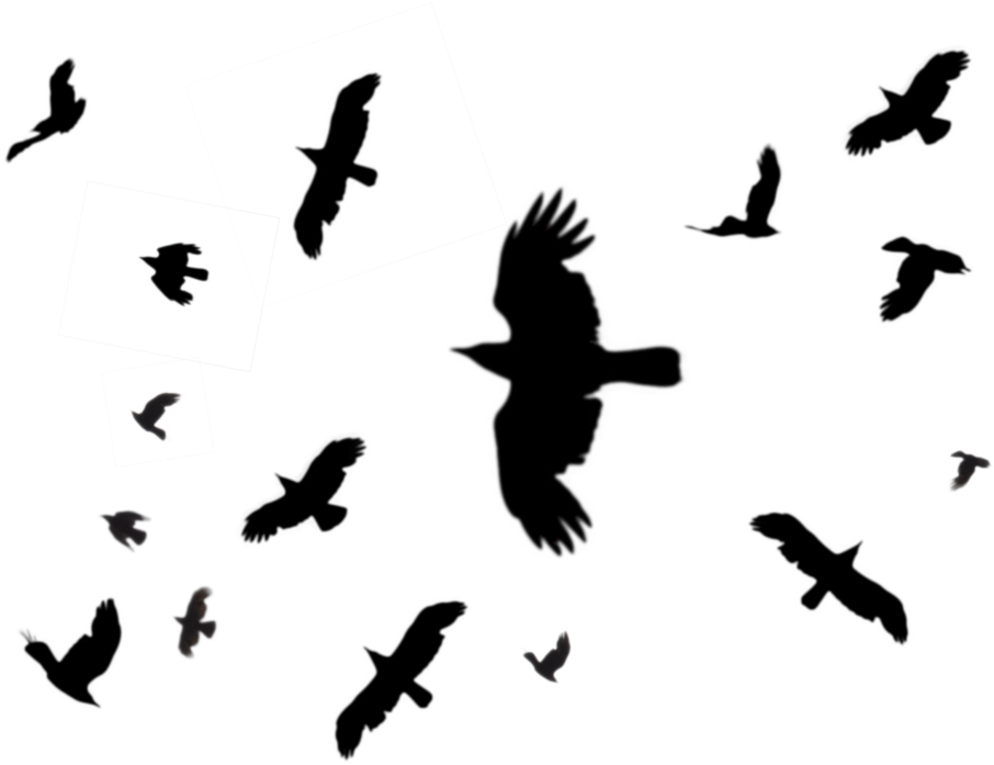 Black Birds Png - Instagram Killer Writes (1057x755), Png Download