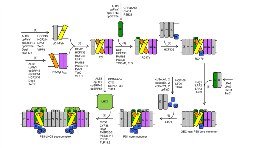 Download - Diagram (850x497), Png Download