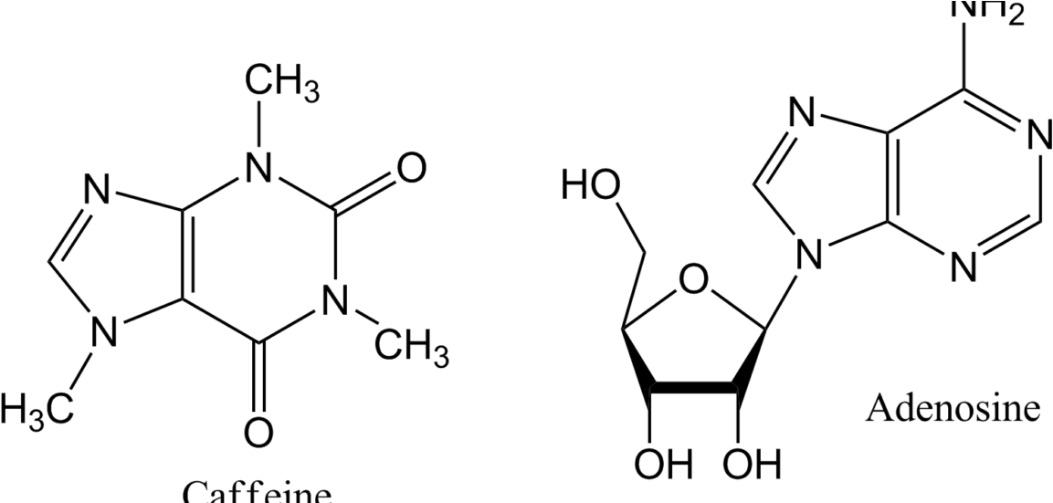Caffeine Facts Adenosine Vs Caffeine - Caffeine And Adenosine Molecule (1170x550), Png Download