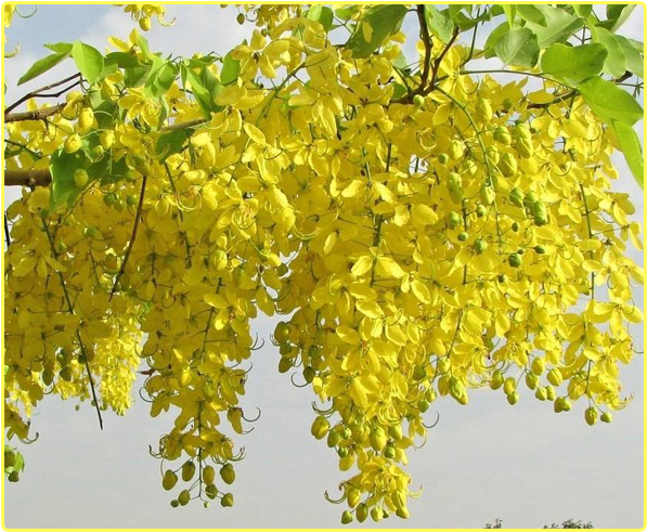 Cassia Fistula (707x567), Png Download