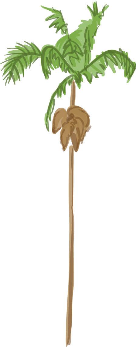 Canary Island Date Palm - Palm Tree (500x1222), Png Download