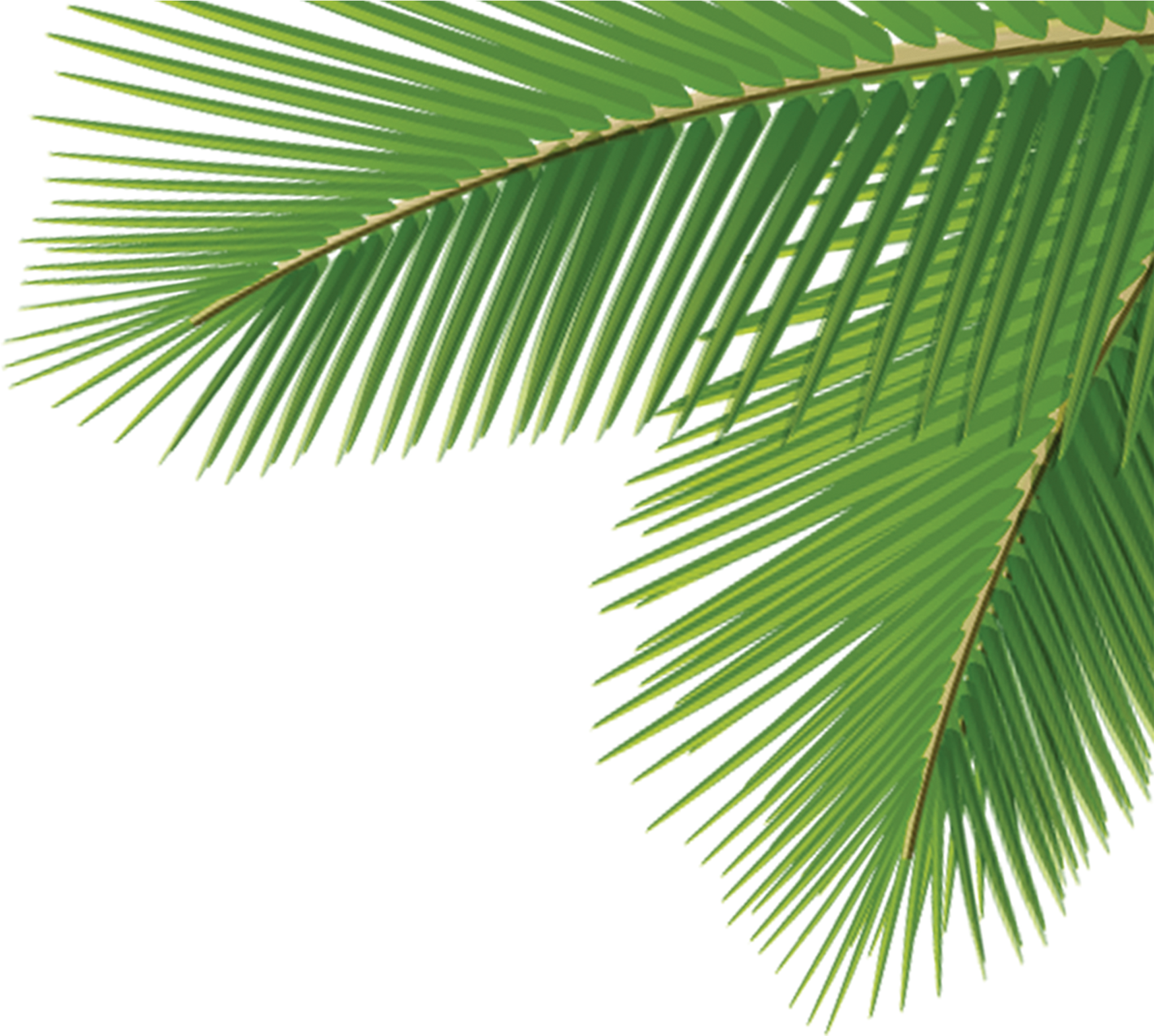 Arecaceae Leaf Tree Dasylirion Wheeleri - Palm Tree Corner Transparent (2480x3508), Png Download