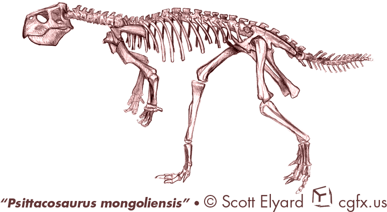 Psittacosaurus Mongoliensis Color Pencil - Skeleton (800x444), Png Download