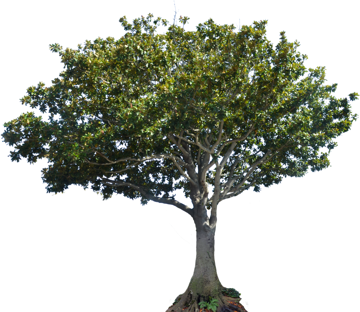 Apple Tree Png - Arbol Laurel Png (1600x1060), Png Download