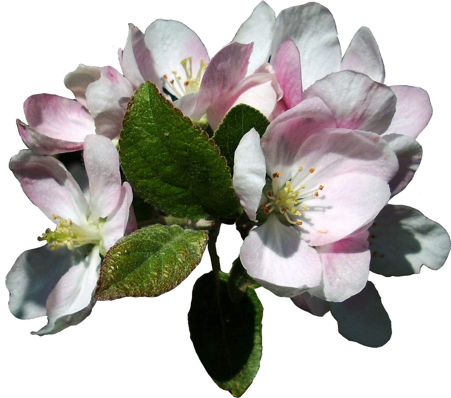 Apple Blossoms - Apple Tree Blossom Png (1715x1715), Png Download