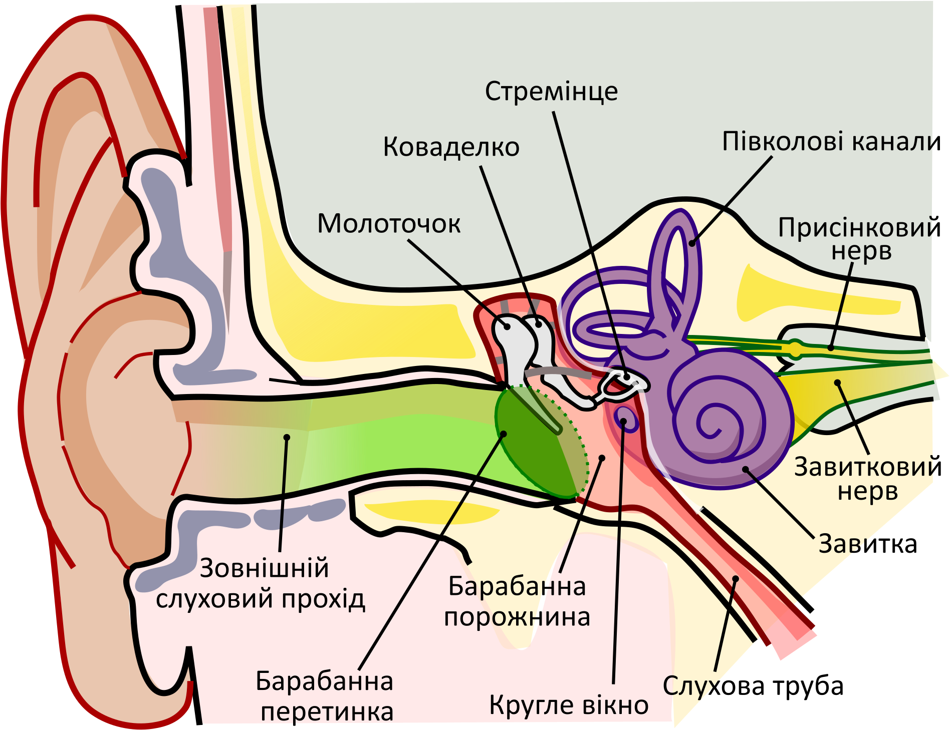 Open - Gehörschädigung Durch Lärm (2000x1568), Png Download