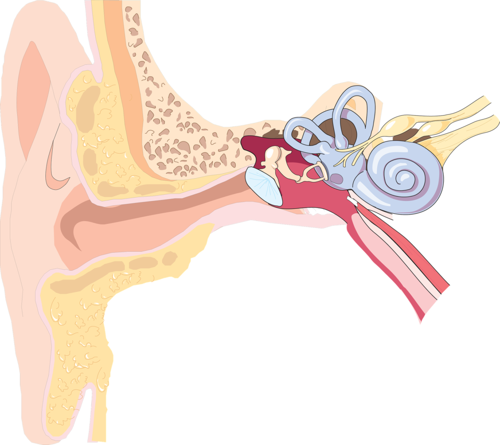 Different Types Of Loss Value Care - Ear Anatomy Png (1024x912), Png Download