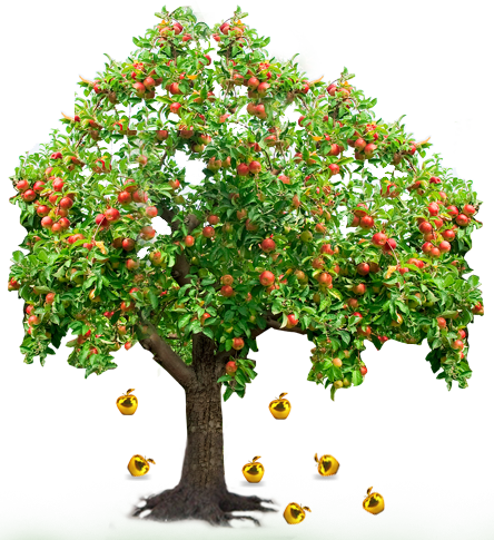 Mcintosh Apple Tree Disease (444x485), Png Download