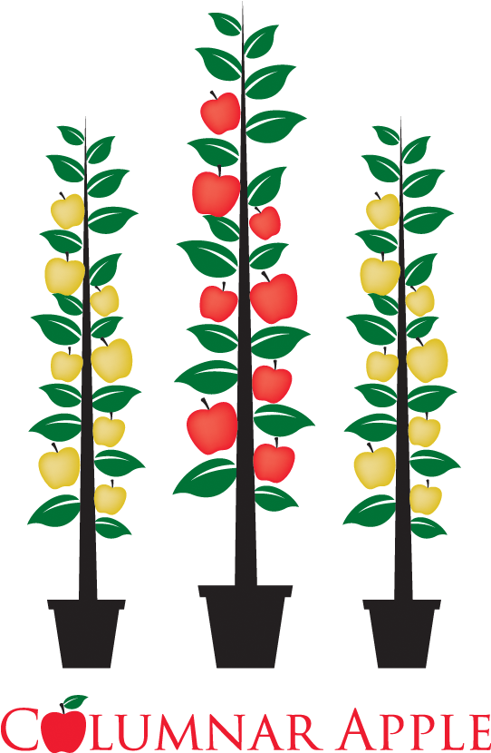 Heavy Cropping - Apple (582x857), Png Download