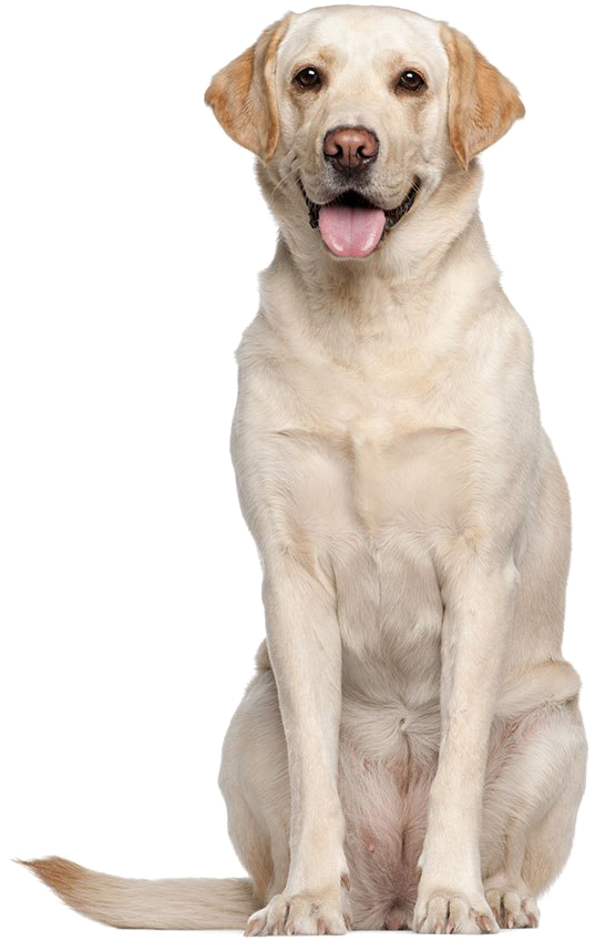 Labrador Retriever Png High-quality Image - Keep Calm And Love Your Labrador (600x869), Png Download