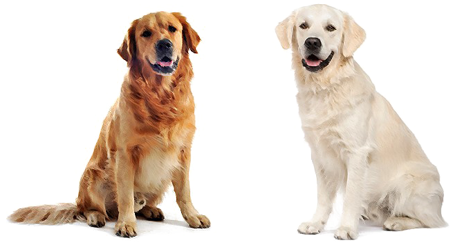 Labrador Png Pic - Bamboo Toothbrush For Pets By Woobamboo (700x400), Png Download