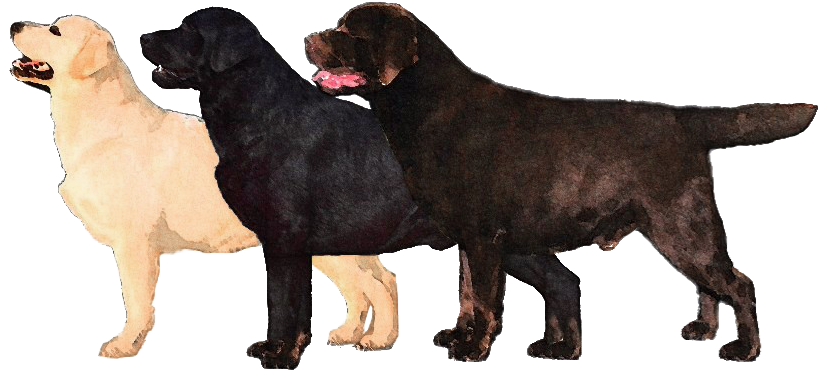 Labrador Retriever (900x448), Png Download