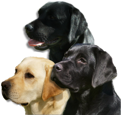 Labrador Puppies South Australia - Labrador Retriever (501x476), Png Download