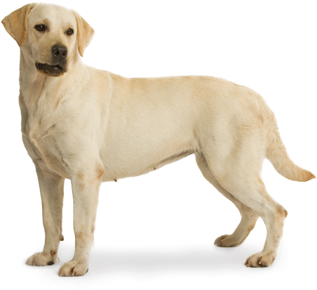 Go To Image - Labrador Puppies For Sale In Mysore (580x450), Png Download