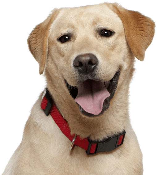 Golden Retriever - Smart Dog Beds (565x585), Png Download
