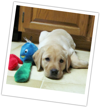 One Of Our Previous Puppies - Labrador Retriever (341x364), Png Download