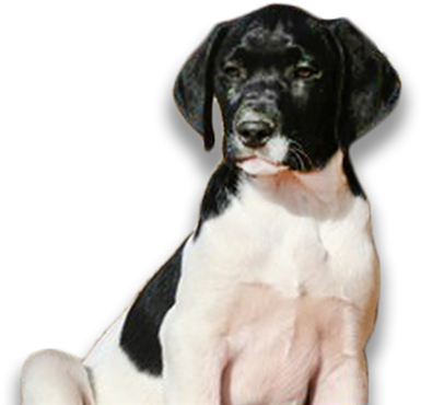 Hybrid Retrievers - Labrador Retriever (415x400), Png Download