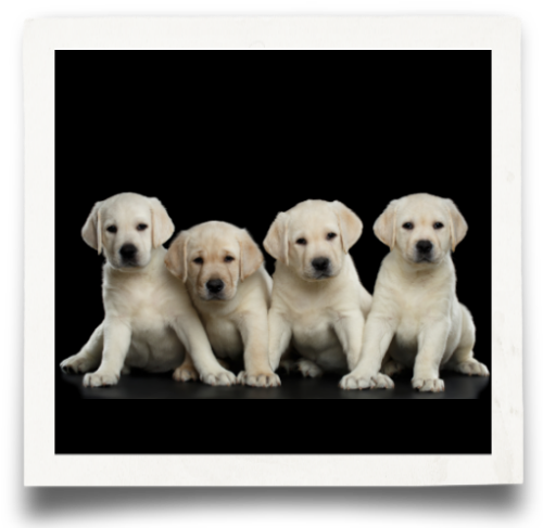 Labrador Retriever (500x500), Png Download