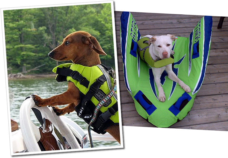 Dachs Labrador Green - Weiner Dog Life Jacket (800x560), Png Download