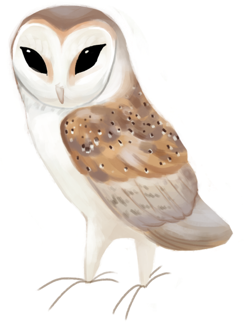 Western Barn Owl Tyto Alba - Barn Owl (500x674), Png Download