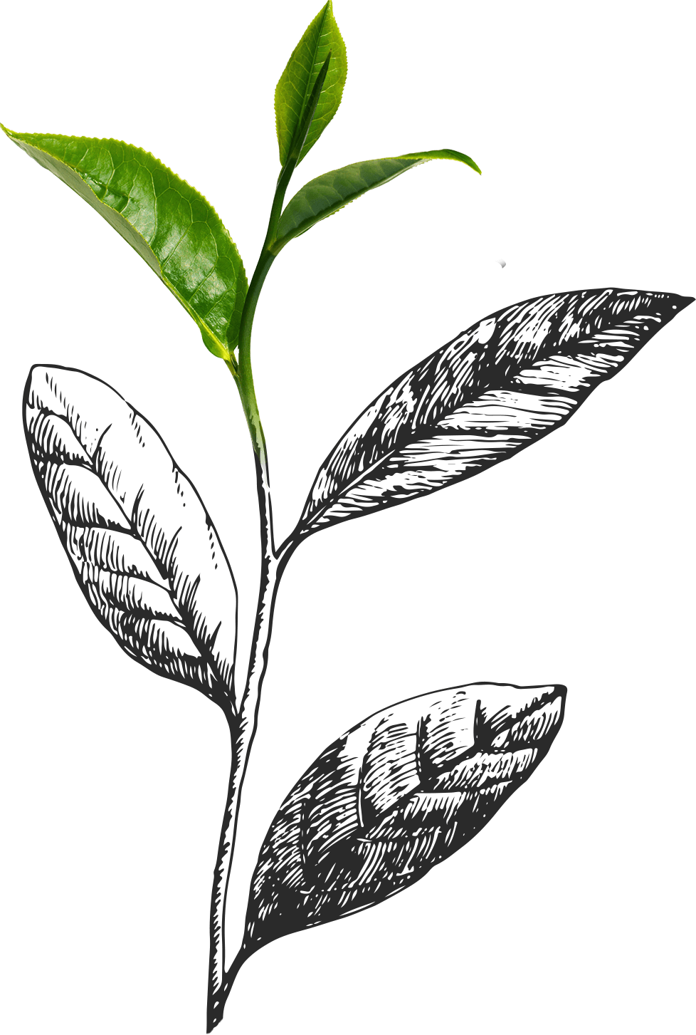 Only The New Growth Buds From The Top Of The Plant - Tea Leaves (978x1453), Png Download