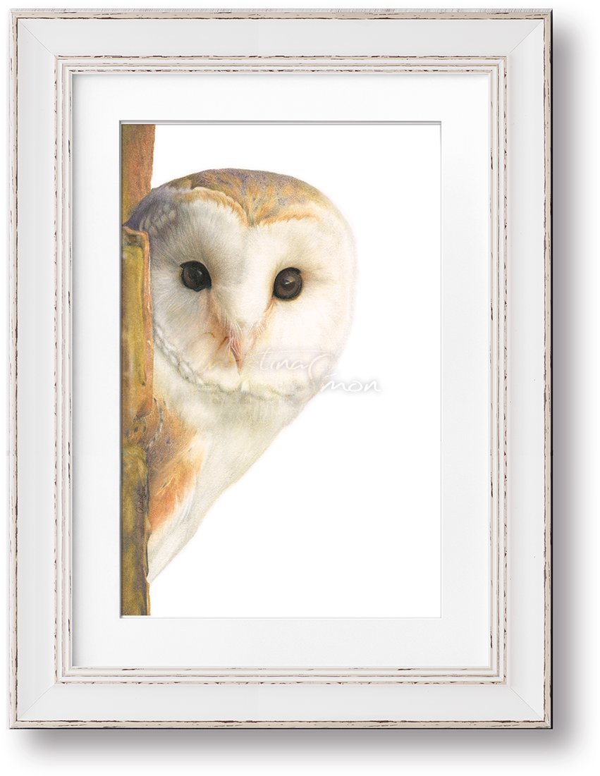 Image Of Minerva, The Barn Owl - Picture Frame (964x1191), Png Download