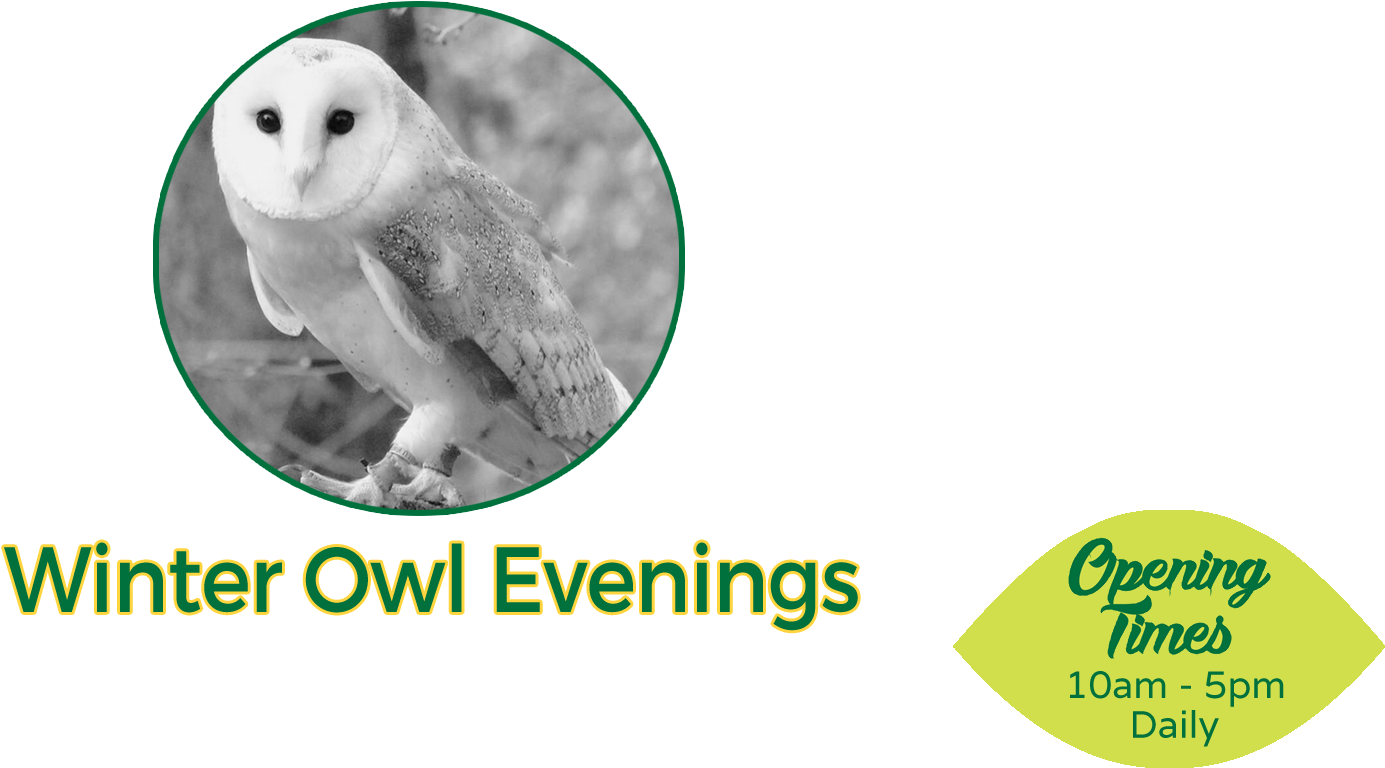 Our Winter Owl Evenings Are Back And The Perfect Reason - Windows Live Messenger Mobile (2000x855), Png Download