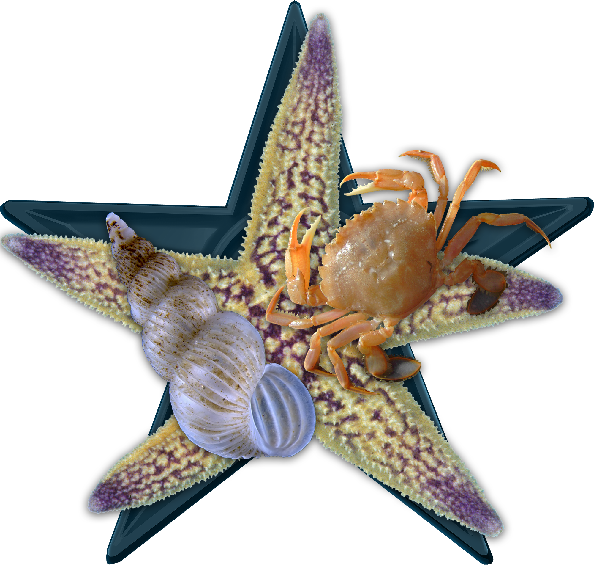 Sea Bio Barnstar Hires - Northern Pacific Sea Star (2000x1900), Png Download