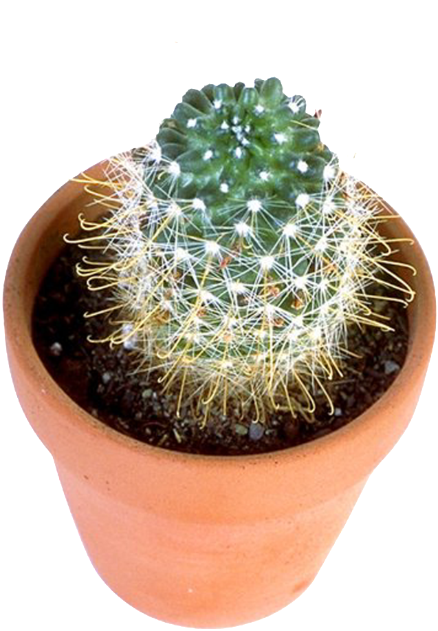Prickly Pear - Flowerpot (1024x1024), Png Download