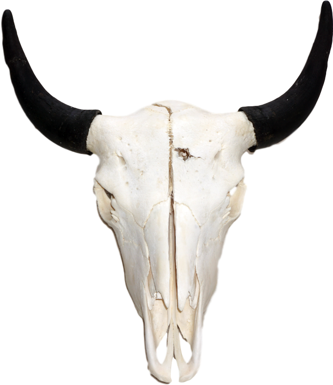 American Bison Skull Png (1000x1000), Png Download