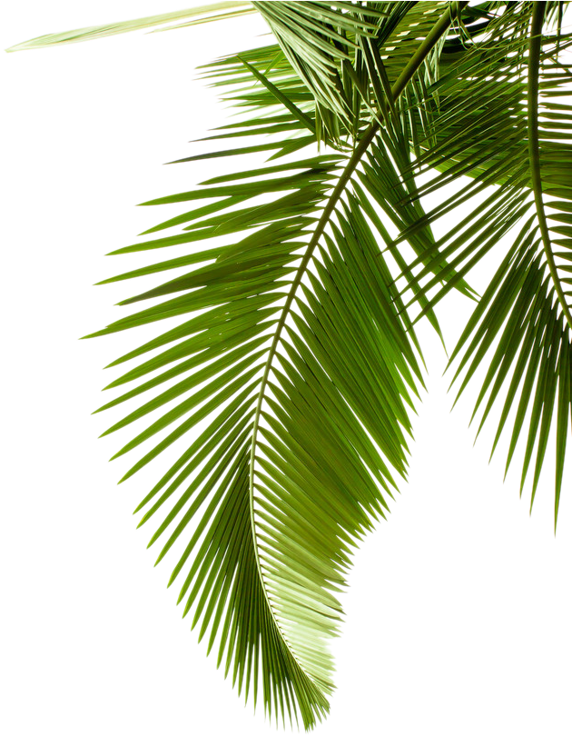 Leaf Pattern Tree Arecaceae Paper Palm Branch Clipart - Palm Leaf Black And White (683x1024), Png Download