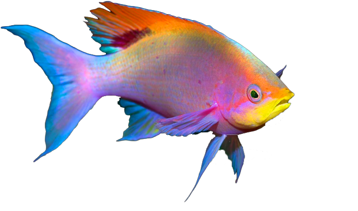 Free To Edit (768x480), Png Download