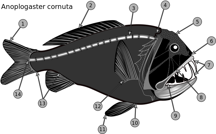 Professional Moron Explains This Fish - Pez Colmillo (800x514), Png Download