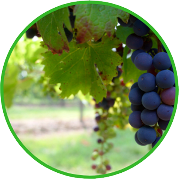 Uvas Eco - John 15 1 3 (590x591), Png Download