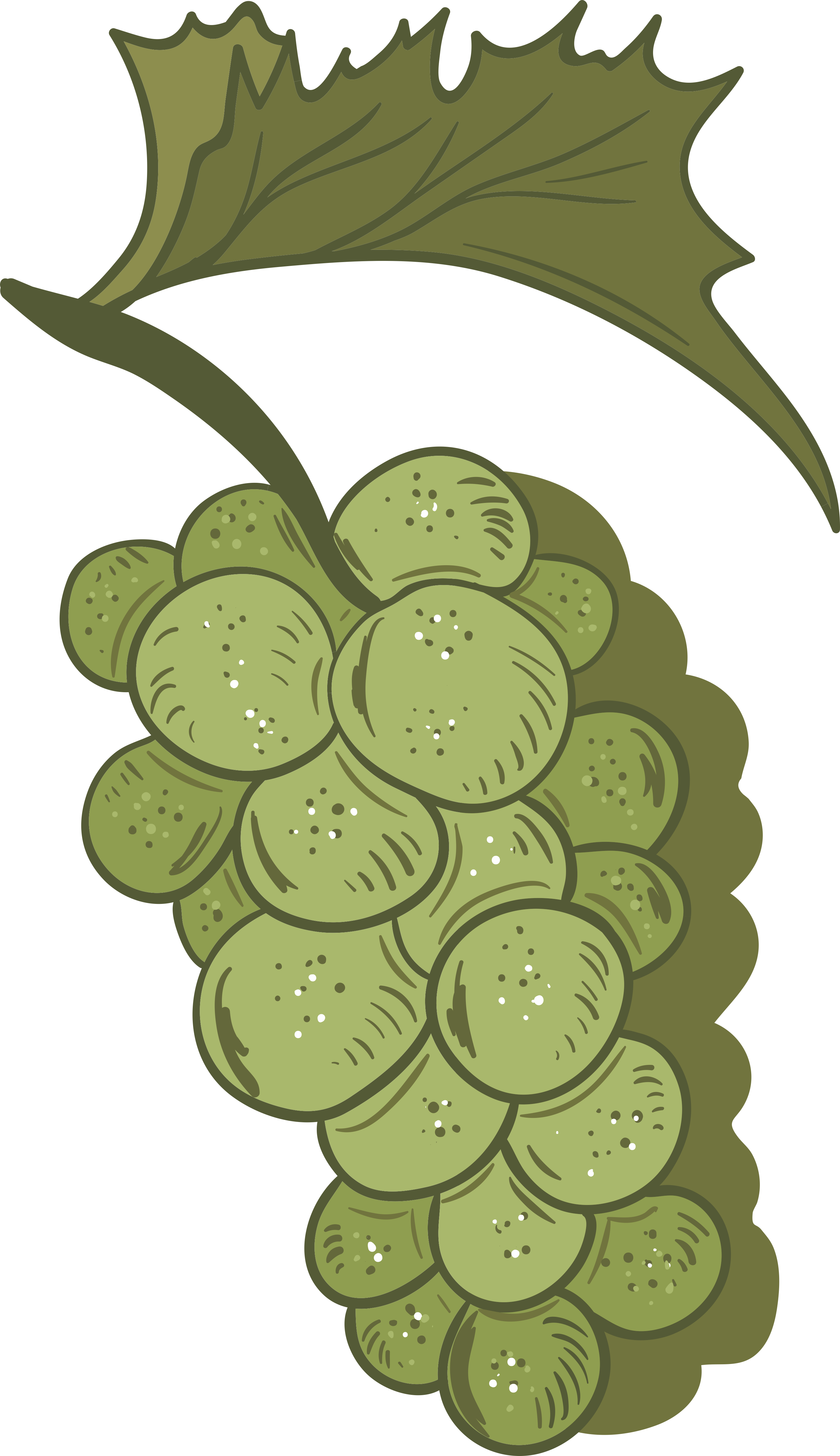 De Frutas Pintados M O Uvas Png - عنب مرسومة (2885x5000), Png Download