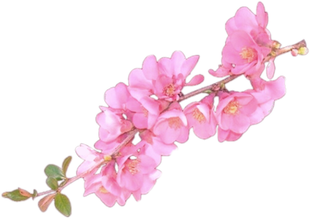 Clip Art Flower Overlay - Flower Overlays For Edits (1011x715), Png Download