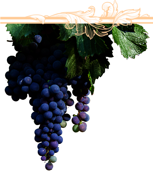 El Viñedo - Parra De Uvas Png (510x636), Png Download