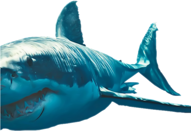 Great White Shark Clipart Sad - Great White Shark (640x480), Png Download