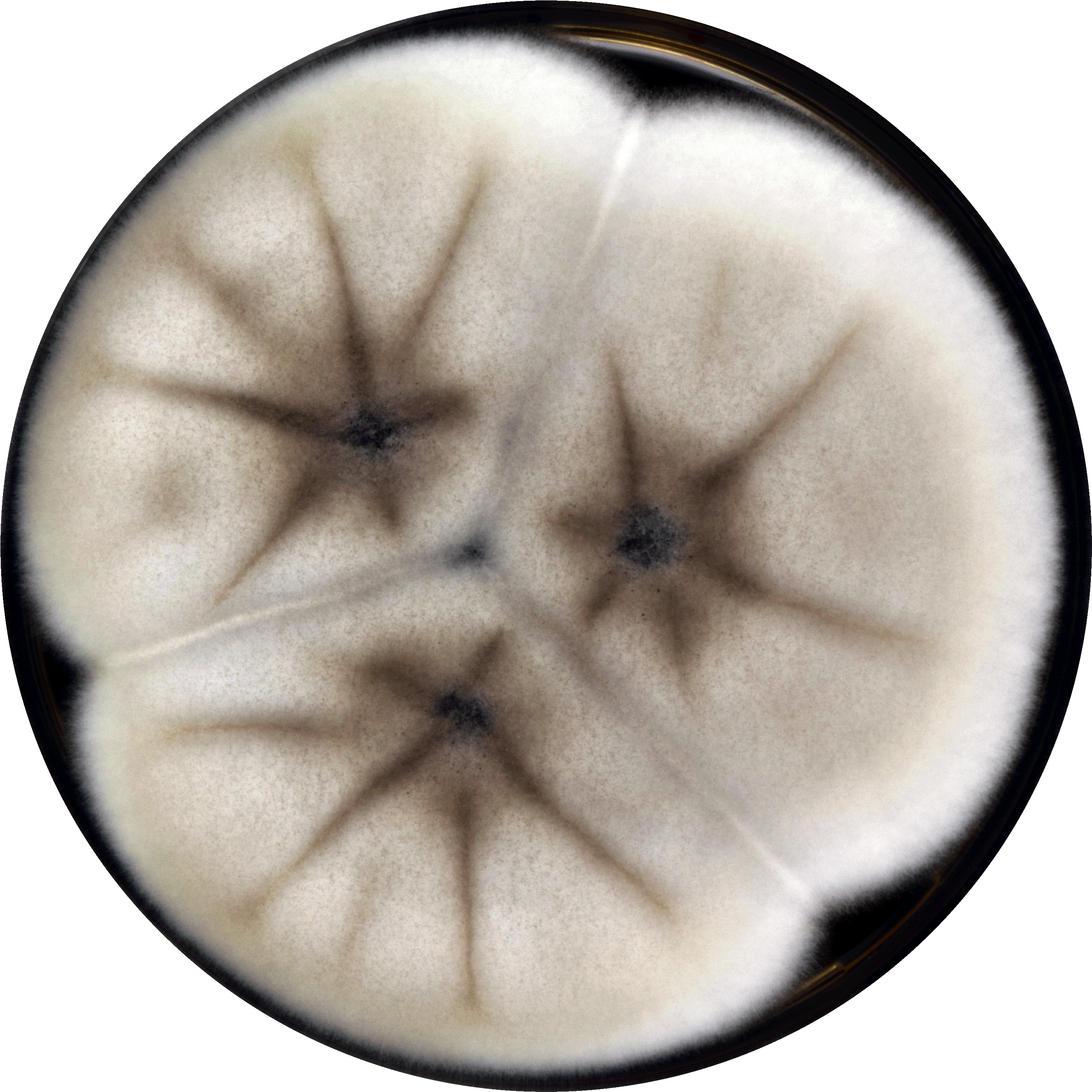 Aspergillus Trinidadensis Meaox - Circle (3000x3000), Png Download