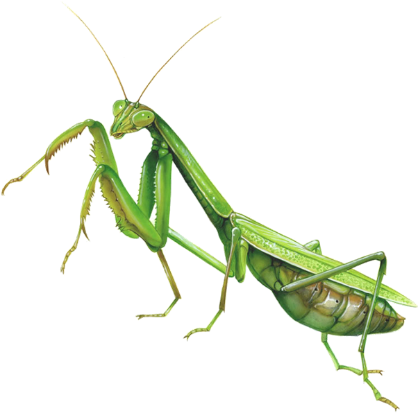 Mantis Clipart Insect Bug - Praying Mantis Fighting Stance (771x677), Png Download