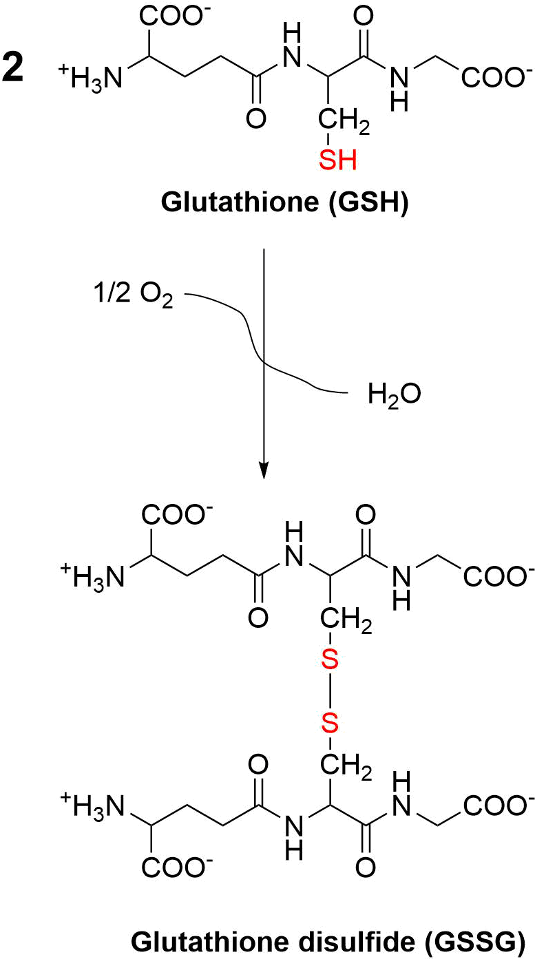 Oxidation Of Glutathione To Glutathione Disulfide - Glutathione To Glutathione Disulfide (794x1409), Png Download