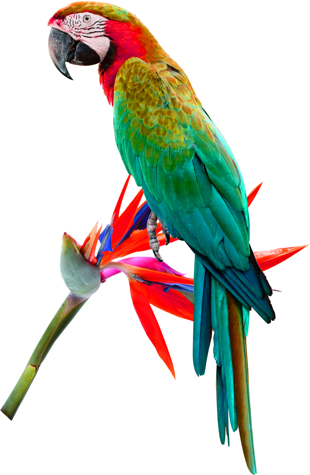 Macaw Png (1024x1638), Png Download