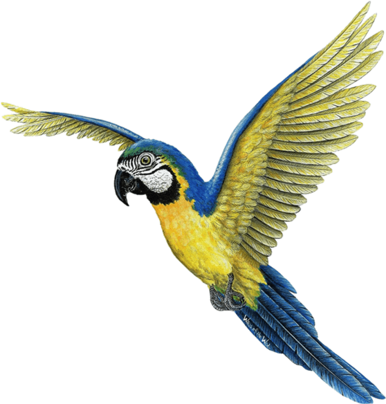 Macaw (600x600), Png Download