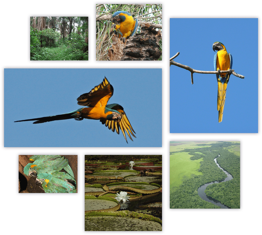 Blue Throated Macaw Summary - Macaw (1006x902), Png Download